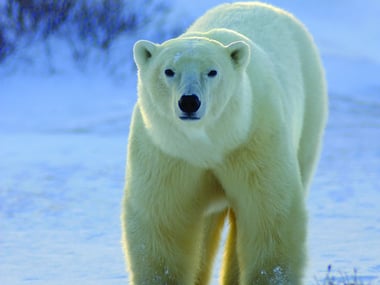 Polar Bear, Churchill