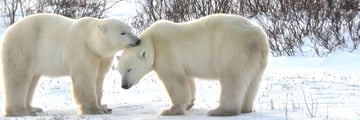 Polar Bears in Churchill - Credit: Travel Manitoba