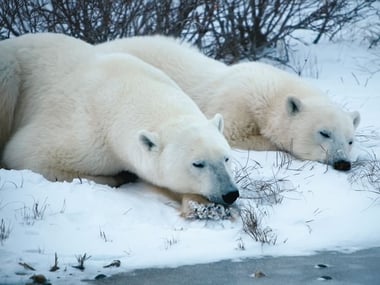 Polar bears, Churchill