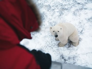 Polar bear from a Tundra Buggy, Churchill