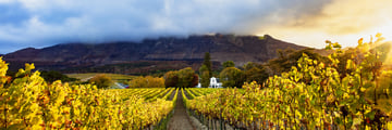 Constantia countryside
