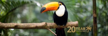 Elegant toucan perched in lush greenery