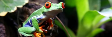 Vibrant tree frog resting on a leafy branch