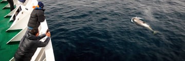 Orca alongside Cruise