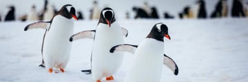 Group of Penguins in Antarctica