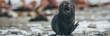 Baby Seal in Antarctica