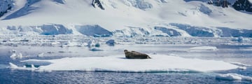 Weddell Seal in Antarctica
