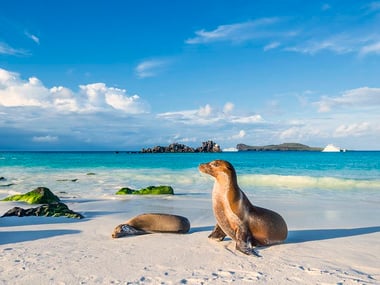 Sea lion on the beach