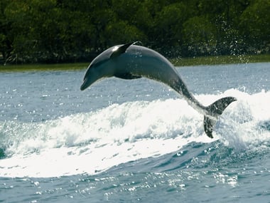 Dolphin leaping, Naples, Florida