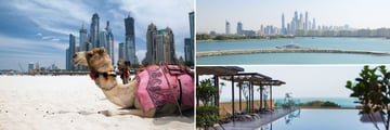 Dubai Camel, Beachscapre, JA Ocean View Infinity Pool