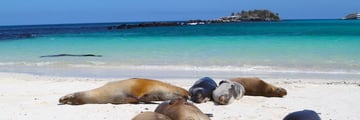Sea Lions in Galapagos