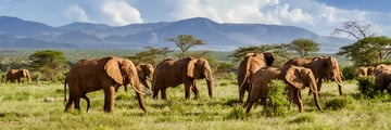 Herd of elephants making their way through the South African wilderness