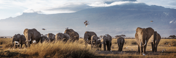 Herd of elephants