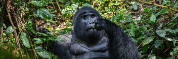 Silverback gorilla