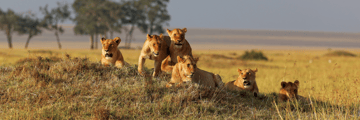 Lions lounging