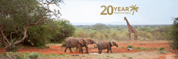 Elephants walking and giraffe in background