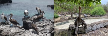 Blue footed boobies and giant tortoise on the Galapagos Islands
