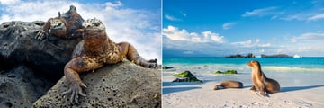 Marine iguanas and sea lions in the Galapagos Islands