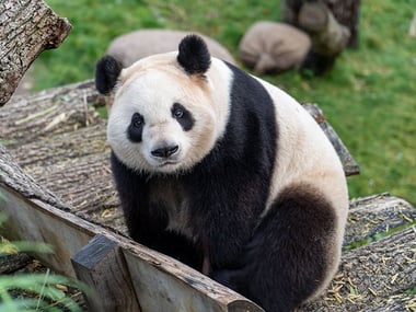 Giant Panda