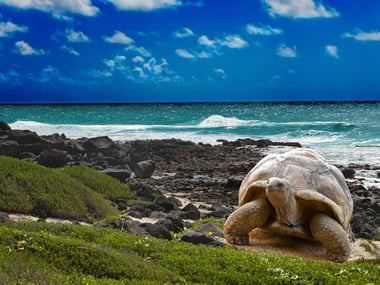 Giant Turtle Galapagos