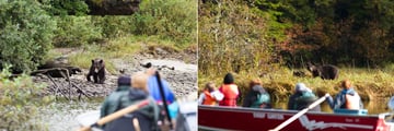 Great Bear Lodge, Grizzly Bear Walking Along the River and Grizzly Bear and Her Three Cubs