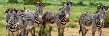 Herd of striking Grevy's Zebra 