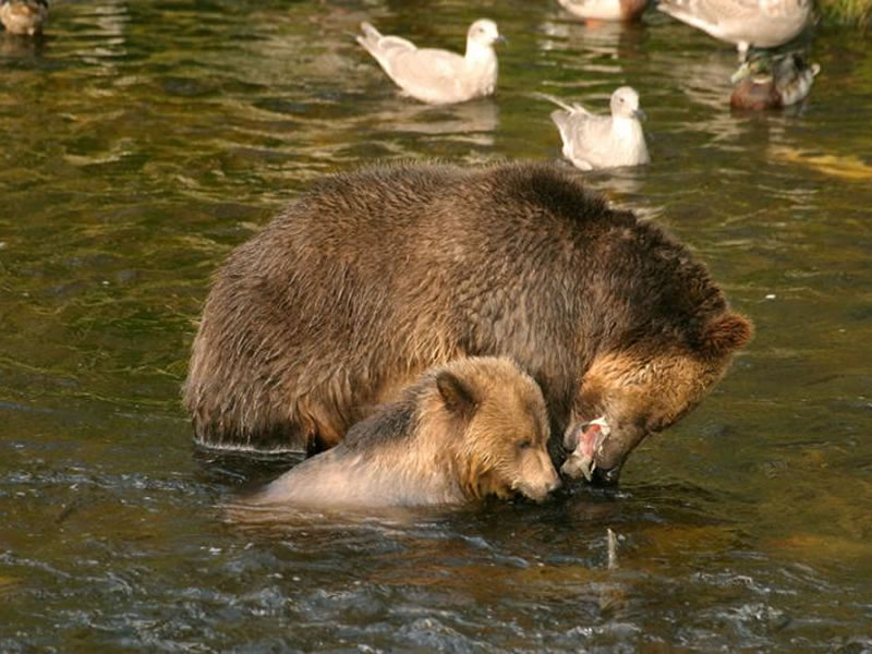 Grizzly bears at Knight Inlet Lodge