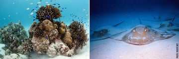 Marine life