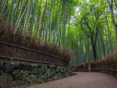 Bamboo Forest, Kyoto