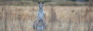 A kangaroo stands tall, a true icon of the Australian outback