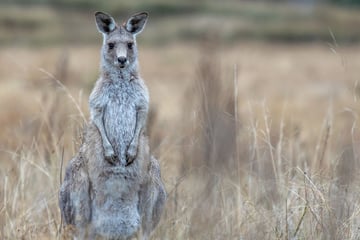 A kangaroo stands tall, a true icon of the Australian outback