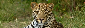 The elusive leopard