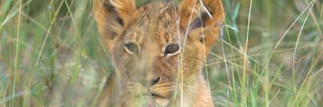 A playful lion cub, hiding in the grass