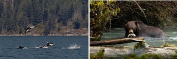 Klahoose Wilderness Resort: Wildlife Spotting