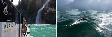 Klahoose Wilderness Resort Whale Watching