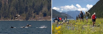 Klahoose Wilderness Resort - Wildlife spotting