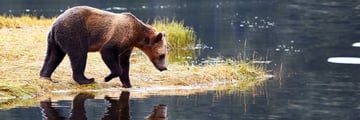 Bear watching at Knight Inlet Lodge
