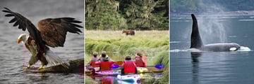 Wildlife spotting at Knight Inlet Lodge