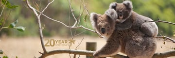 A tender moment between koala mother and joey