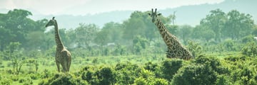 Giraffes in Kruger National Park