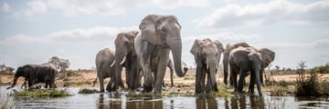 Elephants in Kruger National Park