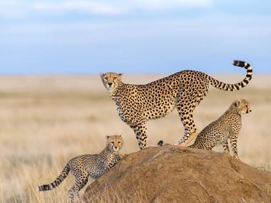 Large Cheetah