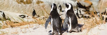 Colony of African Penguins