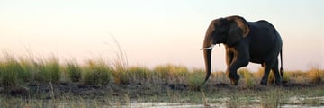 Elephant on Chobe River