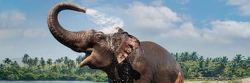 Elephant washing