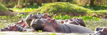 Hippopotamus in Lake Naivasha