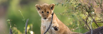 Lion Cub in a Tree