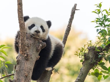 Large Panda Cub
