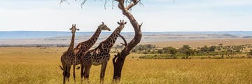 Three Giraffes