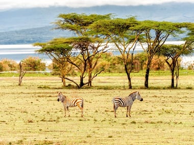 Zebra's, Kenya
